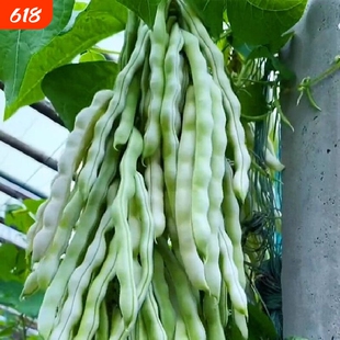 摘不败精品架豆王种子无筋四季豆种子高产早熟四季豆角种籽子