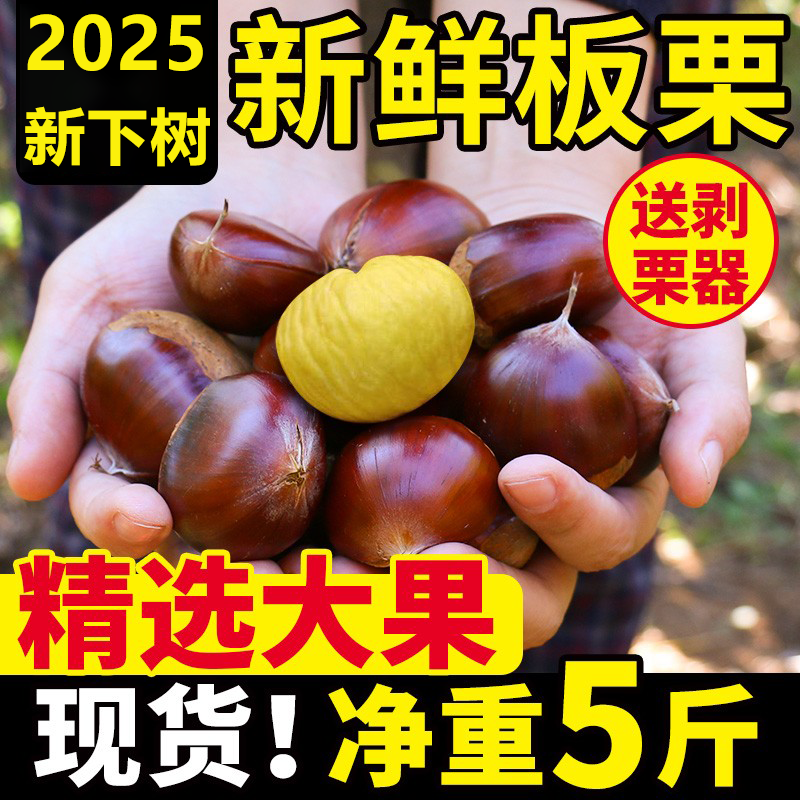 新鲜丹东生板栗带壳毛栗子批发价
