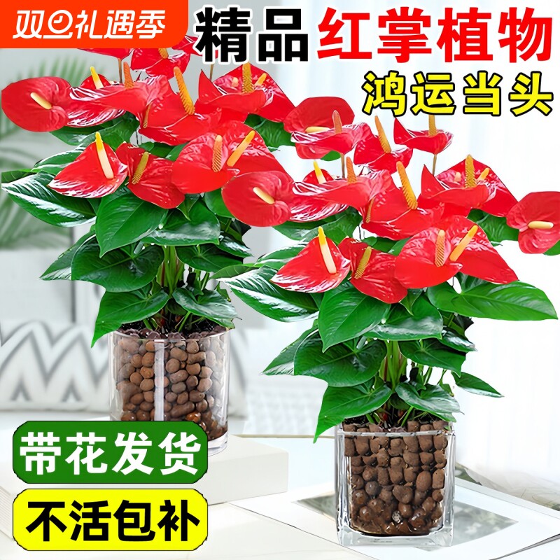 特级红掌盆栽带花鸿运当头一帆风顺易活四季花卉绿植物室内好养