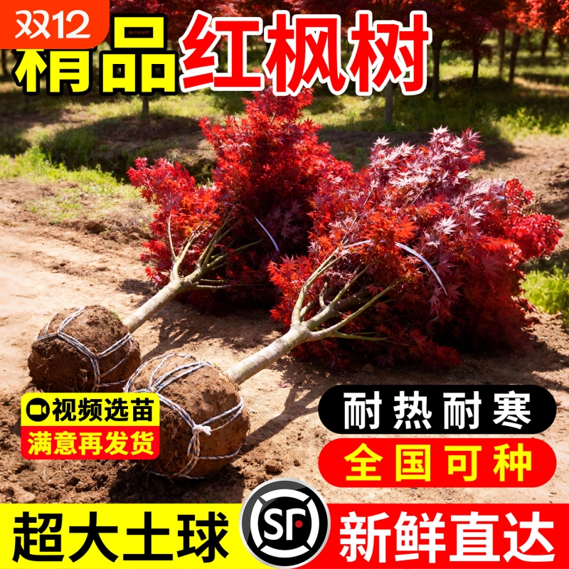 【回购TOP】精品红枫树苗包成活