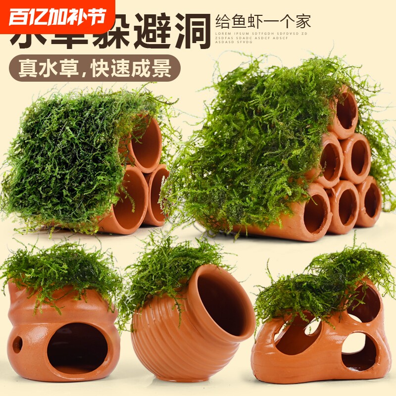 繁殖罐陶罐鱼缸躲避屋水草造景真植物鱼虾躲避罐虾屋摆件莫斯房子