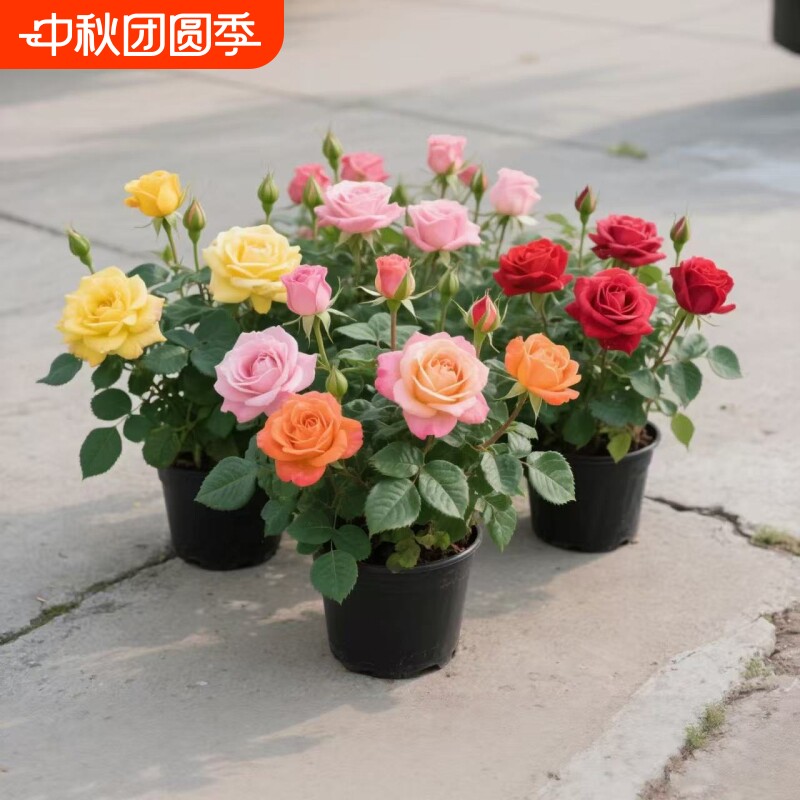 玫瑰花苗月季小苗四季开花盆栽花卉爬藤绿植物大藤本浓香耐寒阳台图片