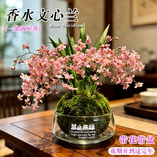 香水梦香文心兰带花苞盆栽梦香兰年宵花卉绿植物水培室内好养浓香