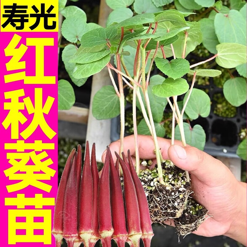 红秋葵苗带土四季水果秋葵红黄绿耐老超嫩春秋种子秧苗阳台扁豆
