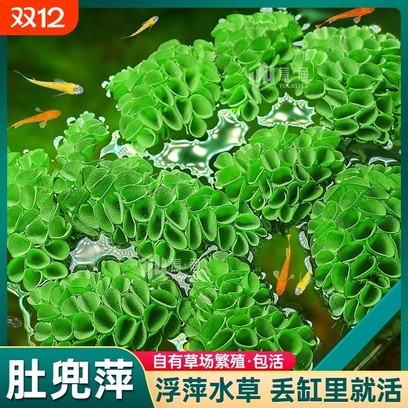 槐叶肚兜萍浮萍水草集合鱼缸躲避漂浮植物净化水质古法生态缸造景