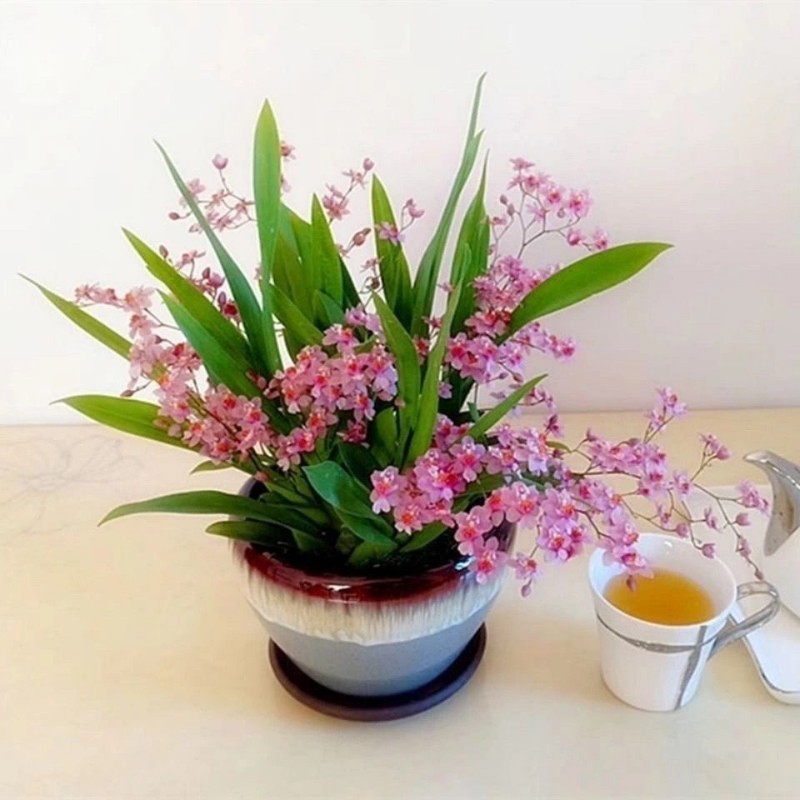 浓香型梦香文心兰冬季带花苞年宵花卉室内植物水培盆栽好养易活