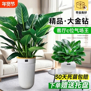 大叶金钻盆栽客厅大型绿植绿萝绿公主室内办公室去除甲醛四季好养