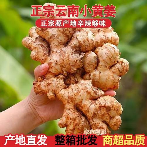 精选正宗云南小黄姜辛辣浓郁新鲜生姜现挖高山沙姜土姜嫩姜月子姜