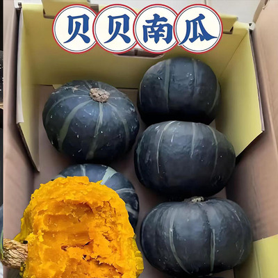 正宗真贝贝南瓜板栗味小南瓜