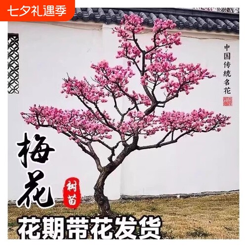 红梅花树苗庭院盆栽室外耐寒腊梅老桩花卉植物四季种盆景榆叶梅