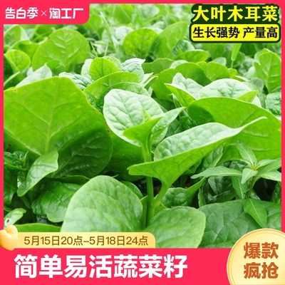 木耳菜种籽蔬菜种子春季秋季木耳菜圆叶子种植阳台高产春天新鲜