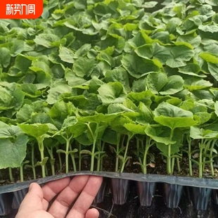 蔬菜苗大全秧苗辣椒茄子番茄黄瓜丝瓜南瓜西瓜苦瓜西葫芦西红柿苗
