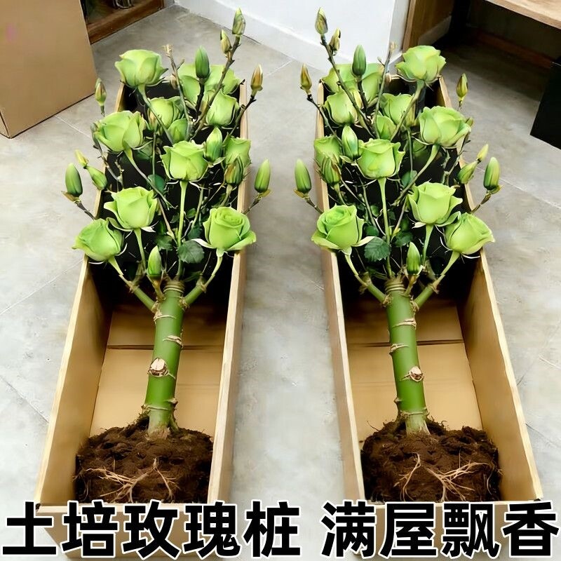 【土培玫瑰花】现挖现发老桩香水玫瑰四季开花盆栽玫瑰室内阳台