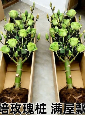 【土培玫瑰花】现挖现发老桩香水玫瑰四季开花盆栽玫瑰室内阳台