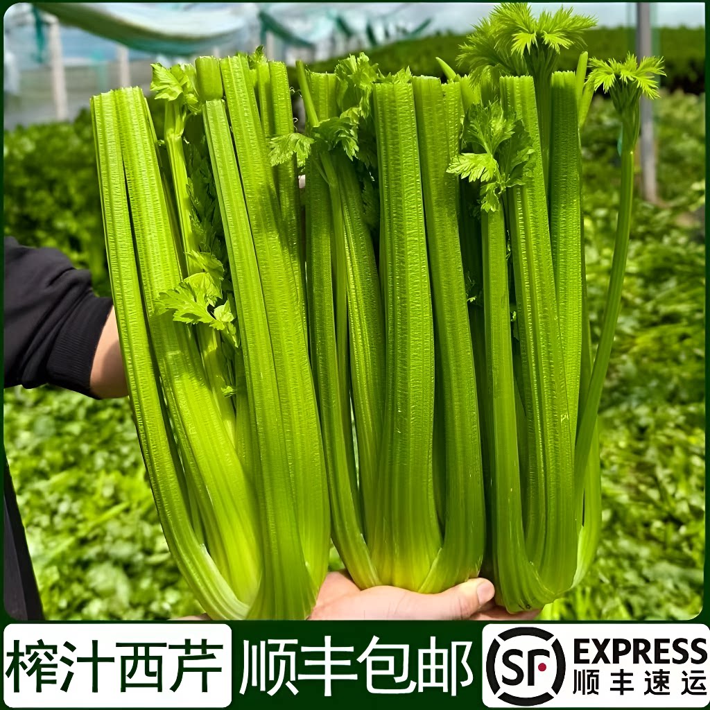 顺包邮新鲜西芹大棵半叶西洋芹菜绿色蔬菜榨汁嫩心青菜香芹食用图片