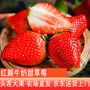 红颜99牛奶甜草莓长丰农场现摘直发应季鲜果大草莓京东送货上门