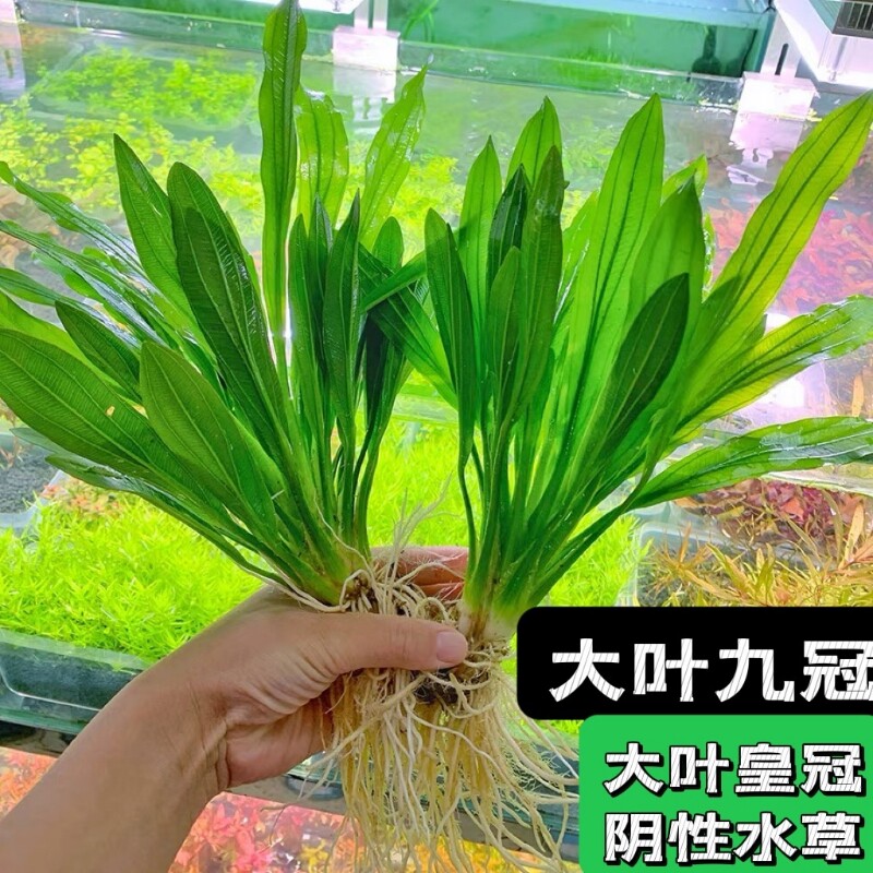 大叶九冠绿水草装饰|万人加购图片