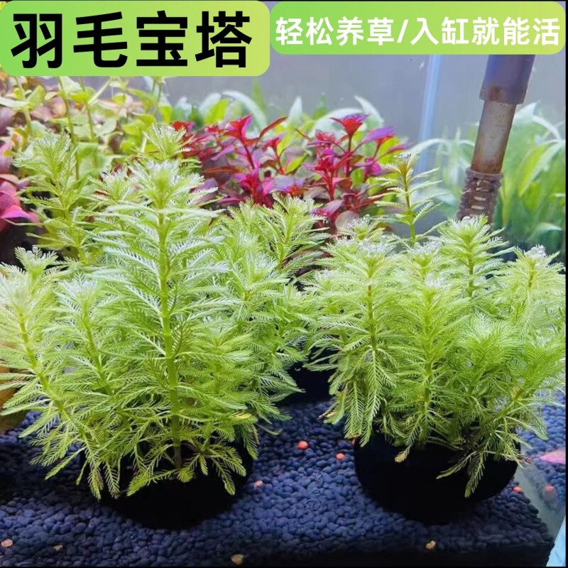 羽毛宝塔坨草精品狐尾藻鱼缸造景净化水质增氧水培淡水草植物
