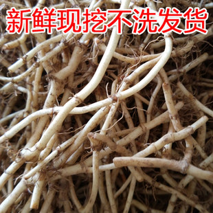 新鲜鱼腥草根 现挖折耳根 凉拌节节根 时令野菜火锅食材 带泥包邮