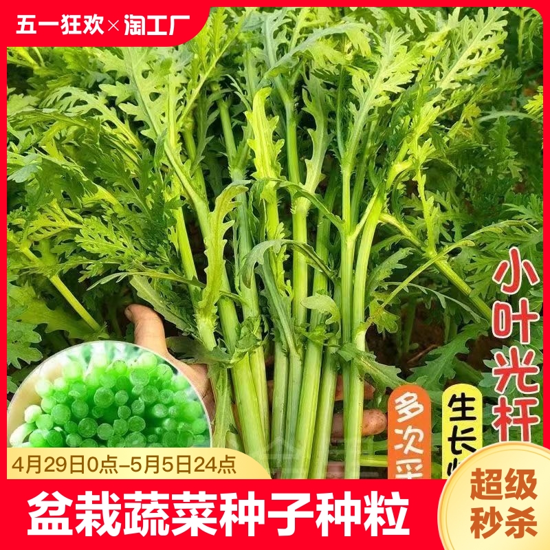 盆栽四季播蔬菜种子种籽茼蒿油菜瓜香菜芹菜籽开花阳台南方食用