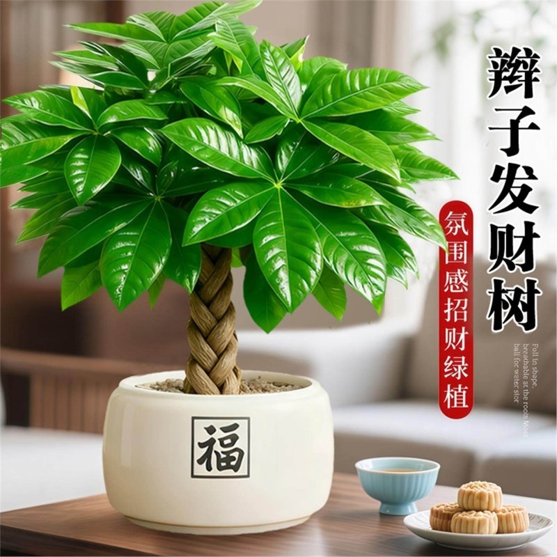 发财树盆栽招财旺宅桌面盆景四季办公室绿植室内客厅中式禅意植物,鲜花速递/花卉仿真/绿植园艺,绿植,淘宝优惠券,粉丝福利购,淘宝优惠卷