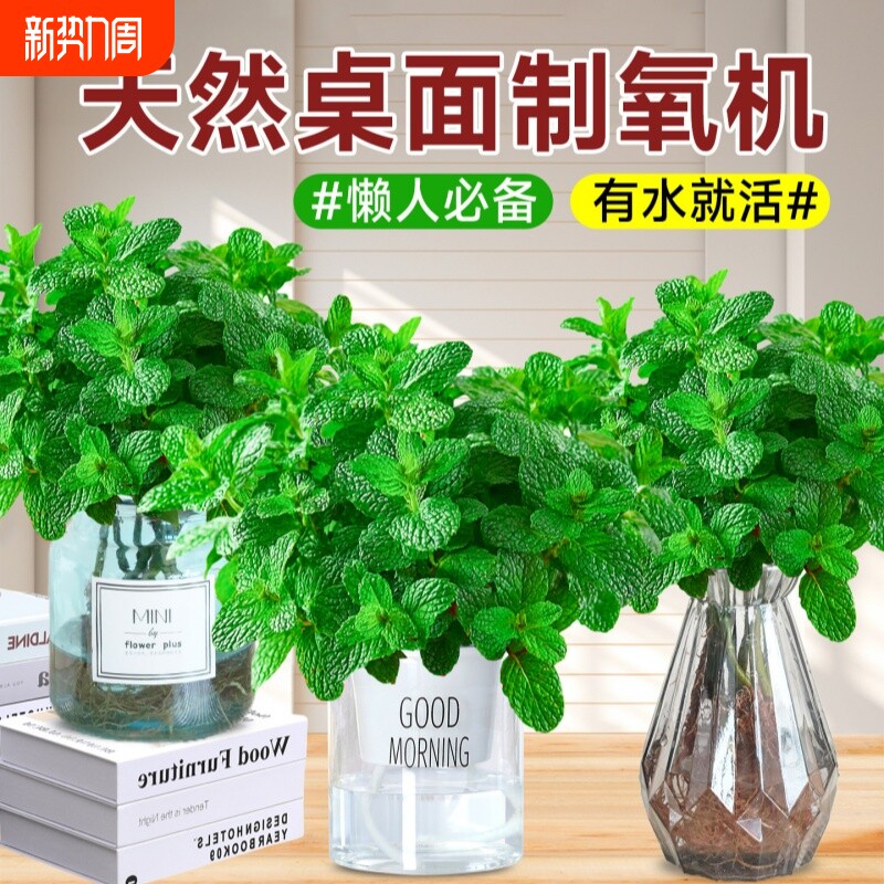 薄荷苗盆栽可食用驱蚊香草水培花卉好养活绿植物室内迷迭香煎牛排