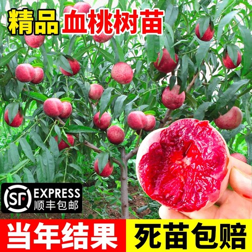 黄桃树苗当年结果假一赔十