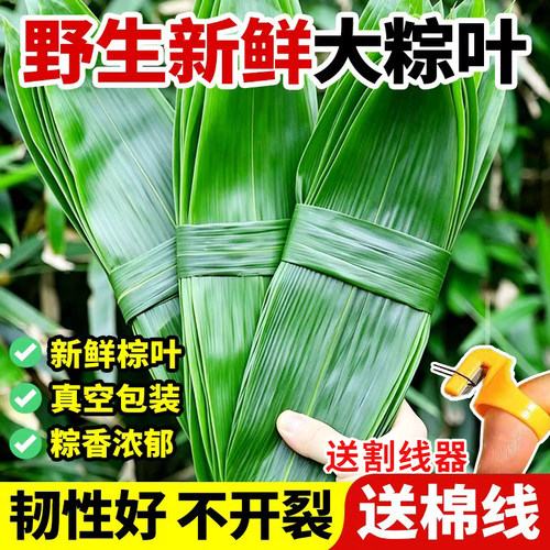 新鲜粽子叶宽棕叶大号箬竹叶老式干包粽子商用材料现摘鲜粽叶野生