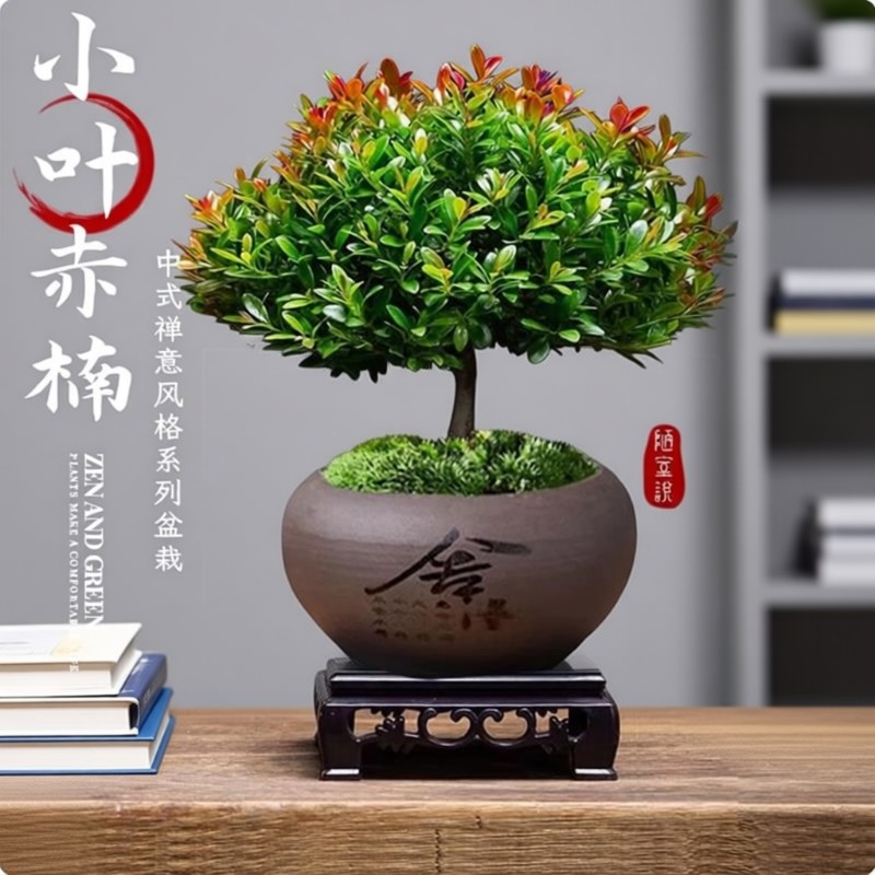 小叶赤楠盆栽金丝楠木老桩绿植办公室盆景紫砂盆植物桌面四季常青