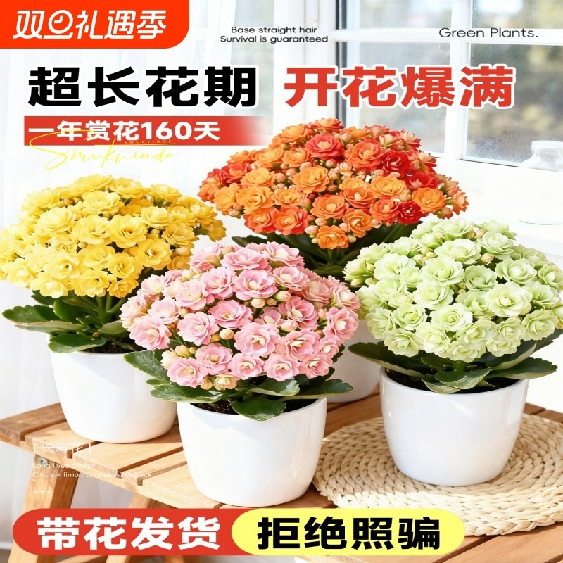 长寿花带花苞盆栽重瓣变色龙金狐狸室内绿植好养四季开花卉植物
