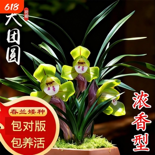 春兰冬带花苞名贵兰花苗矮种好养室内花卉绿植盆栽大富贵翠盖荷