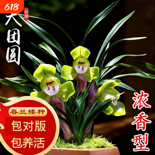 春兰冬带花苞名贵兰花苗矮种好养室内花卉绿植盆栽大富贵翠盖荷