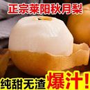 清甜回甘 90%可食率 莱阳羊脂秋月梨 精品大果核小肉厚