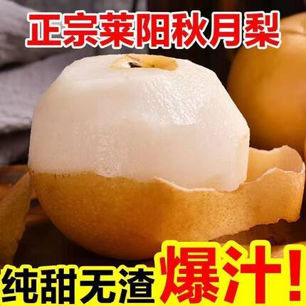 莱阳羊脂秋月梨 精品大果核小肉厚 90%可食率 清甜回甘
