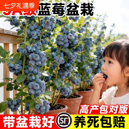蓝莓树果苗南方北方果树盆栽地栽特大蓝莓苗种植好养草莓室内耐寒