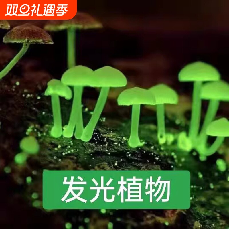 蘑菇发光绿植室内菌种观赏夜光雨林植物盆栽种植阳台可食用庭院