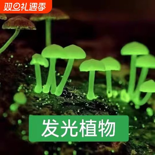 蘑菇发光夜光绿植|277人收藏