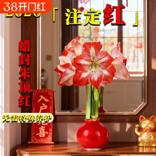 蜡封朱顶红进口花卉重瓣种球礼盒新年宵花盆栽室内绿植物注定开花