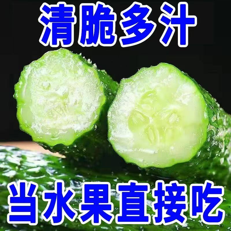 新鲜优质现摘生吃水果带刺黄瓜山东农家自种当季绿心脆嫩产地直发