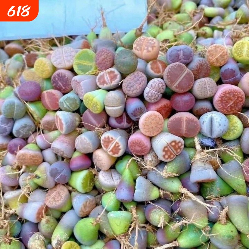 {11颗装}彩色多肉生石花屁股花多肉植物南非混合发货办公桌防辐射