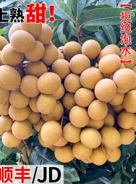 【顺丰/JD】石硖龙眼礼盒装鲜果