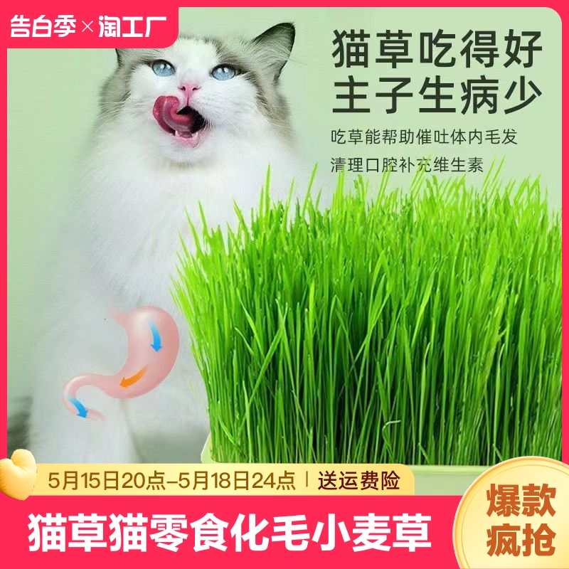 水培猫草盒磨牙猫零食化毛小麦种子盆栽零食猫咪用品冻干种植无土 宠物/宠物食品及用品 猫草/猫草片 原图主图