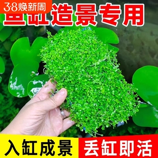 水草造景爬地矮珍珠水鱼缸专用草坪杯前景草生态水质沉底无菌牛毛