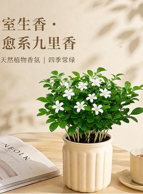 栀子花盆栽四季开花树苗