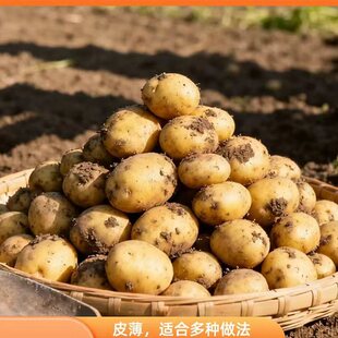 2026年今年新马铃薯皮薄肉厚黄心土豆农家种植5斤装