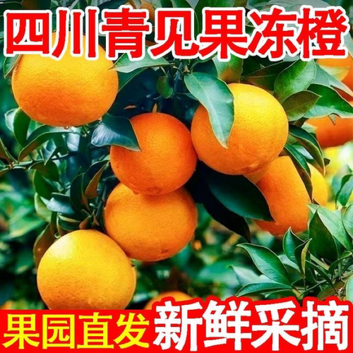 四川晚熟青见果冻柑橘橙桔子新鲜水果整箱大果包邮时令当季