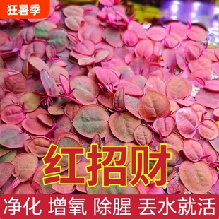 红毛丹浮萍水浮莲水草生植物池塘鱼缸造景净化水质水生龟缸增氧