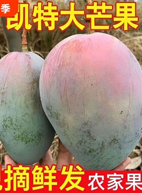 凯特芒果四川攀枝花香芒肉厚新鲜应季多汁大芒果当季水果现摘青皮