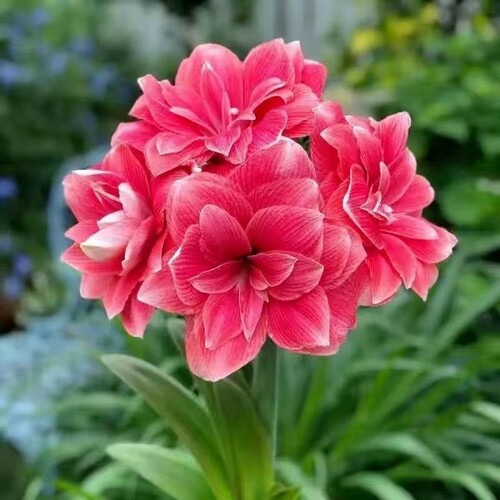 开花荷兰进口重瓣朱顶红盆栽四季开花室内阳台庭院好养活客厅芙蓉