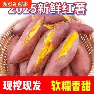 正宗蜜薯龙九沙地红心现挖黄心番薯新鲜糖心地瓜板栗红薯山芋批发